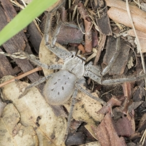 Isopeda canberrana at Higgins, ACT - 8 Feb 2021 10:41 AM