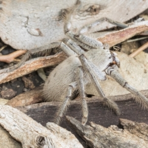 Isopeda canberrana at Higgins, ACT - 8 Feb 2021 10:41 AM