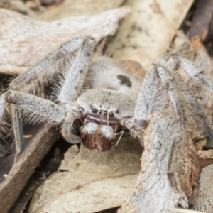 Isopeda canberrana at Higgins, ACT - 8 Feb 2021 10:41 AM