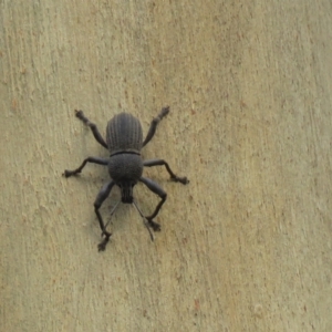 Psapharus mistothes at Lade Vale, NSW - 13 Feb 2021 08:10 AM