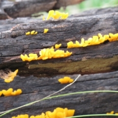 Dacryopinax spathularia (Dacryopinax spathularia) at Mundoonen Nature Reserve - 13 Feb 2021 by SandraH