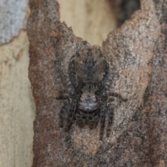 Servaea sp. (genus) (Unidentified Servaea jumping spider) at Higgins, ACT - 8 Feb 2021 by AlisonMilton