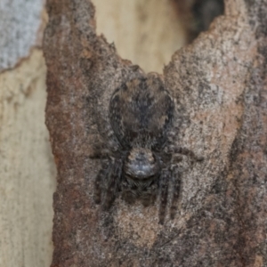 Servaea sp. (genus) at Higgins, ACT - 8 Feb 2021