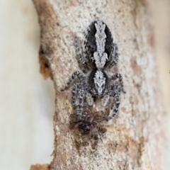 Clynotis severus (Stern Jumping Spider) at Higgins, ACT - 8 Feb 2021 by AlisonMilton