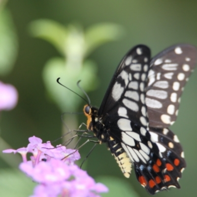Papilio anactus (Dainty Swallowtail) at Albury - 13 Feb 2021 by PaulF