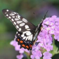 Papilio anactus at Albury Botanic Gardens - 13 Feb 2021