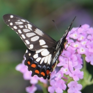 Papilio anactus at Albury Botanic Gardens - 13 Feb 2021