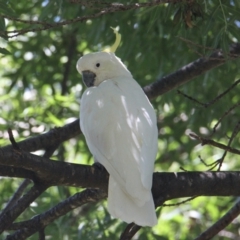 Cacatua galerita (Sulphur-crested Cockatoo) at Albury - 13 Feb 2021 by PaulF