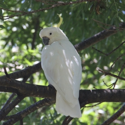 Cacatua galerita (Sulphur-crested Cockatoo) at Albury Botanic Gardens - 13 Feb 2021 by PaulF