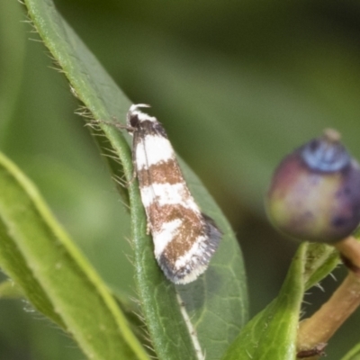Isomoralla eriscota (A concealer moth) at Higgins, ACT - 7 Feb 2021 by AlisonMilton