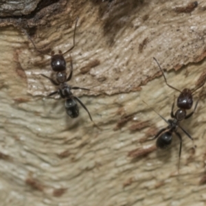 Iridomyrmex sp. (genus) at Higgins, ACT - 8 Feb 2021