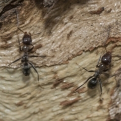 Iridomyrmex sp. (genus) at Higgins, ACT - 8 Feb 2021 10:35 AM