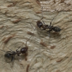 Iridomyrmex sp. (genus) at Higgins, ACT - 8 Feb 2021 10:35 AM