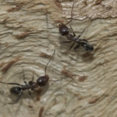 Iridomyrmex sp. (genus) at Higgins, ACT - 8 Feb 2021