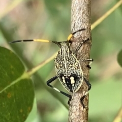 Poecilometis sp. (genus) (A Gum Tree Shield Bug) at Murrumbateman, NSW - 13 Feb 2021 by SimoneC