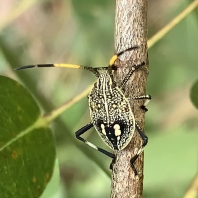 Poecilometis sp. (genus) (A Gum Tree Shield Bug) at Murrumbateman, NSW - 13 Feb 2021 by SimoneC