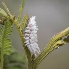 Cryptolaemus montrouzieri (Mealybug ladybird) at Higgins, ACT - 7 Feb 2021 by AlisonMilton