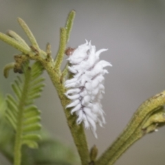 Cryptolaemus montrouzieri at Higgins, ACT - 8 Feb 2021