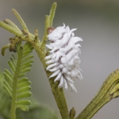 Cryptolaemus montrouzieri at Higgins, ACT - 8 Feb 2021