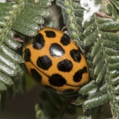 Harmonia conformis (Common Spotted Ladybird) at Higgins, ACT - 7 Feb 2021 by AlisonMilton