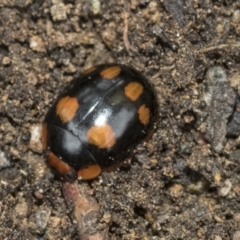 Paropsisterna beata (Blessed Leaf Beetle) at Higgins, ACT - 8 Feb 2021 by AlisonMilton