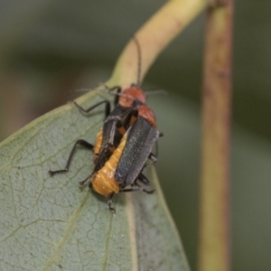 Chauliognathus tricolor at Higgins, ACT - 8 Feb 2021 11:06 AM