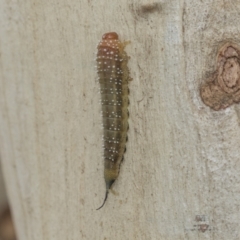 Pterygophorinae (subfamily) (Sawfly) at Higgins, ACT - 8 Feb 2021 by AlisonMilton