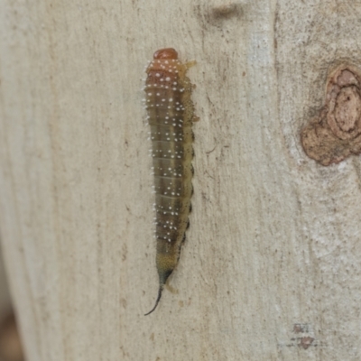 Pterygophorinae (subfamily) (Sawfly) at Higgins, ACT - 8 Feb 2021 by AlisonMilton