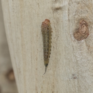 Pergidae sp. (family) at Higgins, ACT - 8 Feb 2021