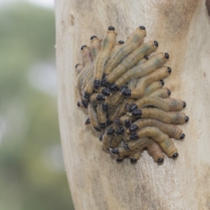 Pseudoperga sp. (genus) at Higgins, ACT - 8 Feb 2021