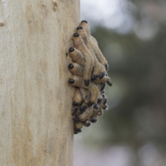 Pseudoperga sp. (genus) at Higgins, ACT - 8 Feb 2021