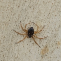 Euryopis umbilicata (Striped tick spider) at Higgins, ACT - 8 Feb 2021 by AlisonMilton