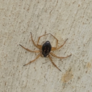 Euryopis umbilicata at Higgins, ACT - 8 Feb 2021