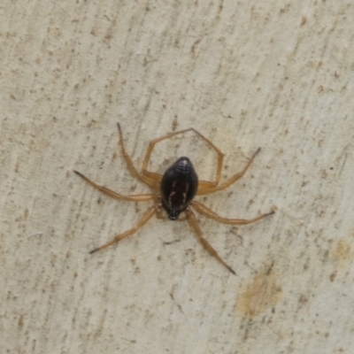 Euryopis umbilicata (Striped tick spider) at Higgins, ACT - 8 Feb 2021 by AlisonMilton
