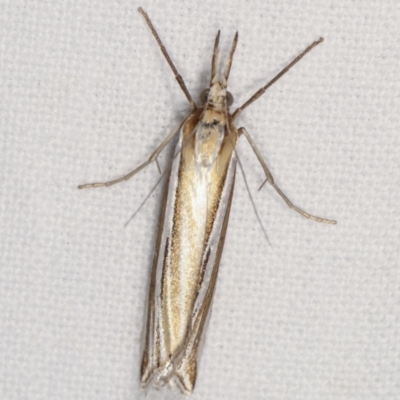 Hednota species near grammellus (Pyralid or snout moth) at Melba, ACT - 11 Feb 2021 by kasiaaus