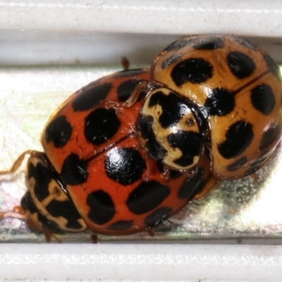 Harmonia conformis (Common Spotted Ladybird) at Melba, ACT - 11 Feb 2021 by kasiaaus