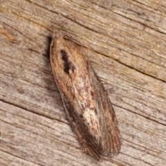 Galleria mellonella (Greater Wax Moth) at Melba, ACT - 11 Feb 2021 by kasiaaus