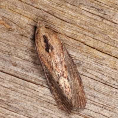 Galleria mellonella (Greater Wax Moth) at Melba, ACT - 12 Feb 2021 by kasiaaus