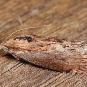 Galleria mellonella at Melba, ACT - 12 Feb 2021 12:26 AM