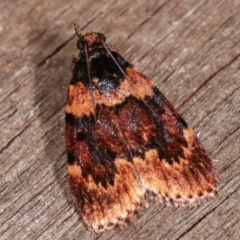 Araeopaschia sp. ANIC19 (A Pyralid moth (Epipaschinae) at Melba, ACT - 11 Feb 2021 by kasiaaus