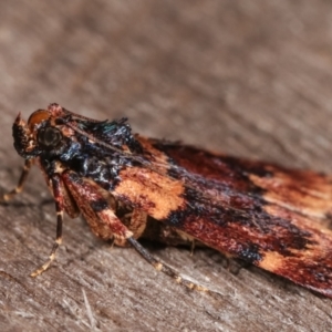 Araeopaschia undescribed spANIC19 at Melba, ACT - 11 Feb 2021 10:51 PM