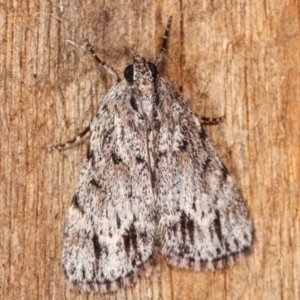 Spectrotrota fimbrialis at Melba, ACT - 11 Feb 2021 10:55 PM