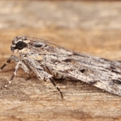 Spectrotrota fimbrialis at Melba, ACT - 11 Feb 2021 10:55 PM