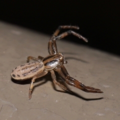 Thomisidae (family) (Unidentified Crab spider or Flower spider) at Acton, ACT - 12 Feb 2021 by TimL