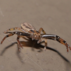 Thomisidae (family) at Acton, ACT - 12 Feb 2021 01:10 PM