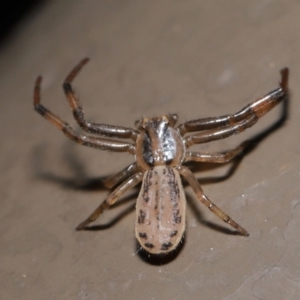 Thomisidae (family) at Acton, ACT - 12 Feb 2021