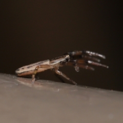 Thomisidae (family) at Acton, ACT - 12 Feb 2021 01:10 PM