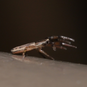 Thomisidae (family) at Acton, ACT - 12 Feb 2021