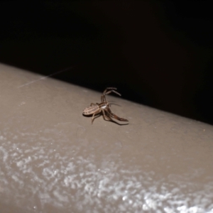 Thomisidae (family) at Acton, ACT - 12 Feb 2021 01:10 PM