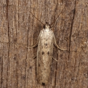 Blastobasis (genus) at Melba, ACT - 11 Feb 2021 10:58 PM